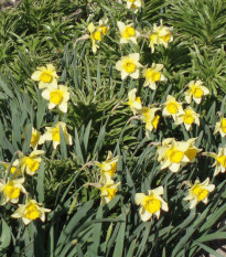 Narcis Topolino - Narcissus L. - cibuľoviny - 3 ks