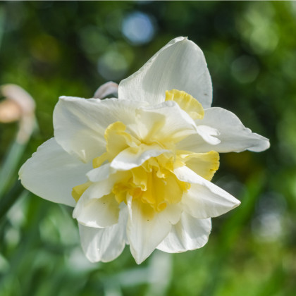 Narcis White Lion - Narcissus L. - cibuľoviny - 3 ks