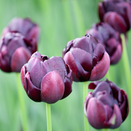Tulipán Black Hero - Tulipa - cibuľoviny - 3 ks