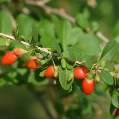 Kustovnica čínska - Lycium chinensis - semená - 5 ks