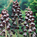 Korunkovka perzská - Fritillaria Persica - cibuľky - 1 ks