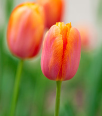 Tulipán Dordogne - Tulipa - cibuľoviny - 3 ks