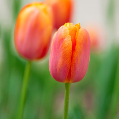 Tulipán Dordogne - Tulipa - cibuľoviny - 3 ks