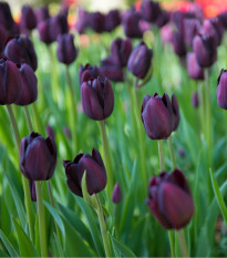 Tulipán Queen of Night - Tulipa - cibuľoviny - 3 ks