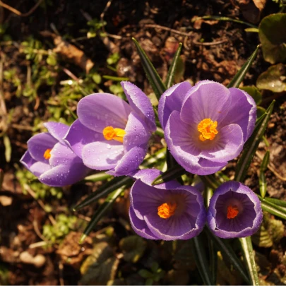 Krókus Grand Maitre - Crocus - cibuľoviny - 3 ks