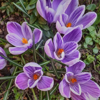 Krókus King of striped - Crocus - cibuľoviny - 3 ks