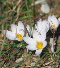 Krókus Miss Vain - Crocus Biflorus - cibuľoviny - 3 ks