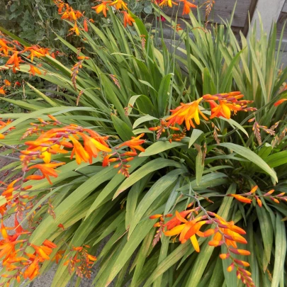 Montbrécia Meteor - Crocosmia - cibuľoviny - 4 ks