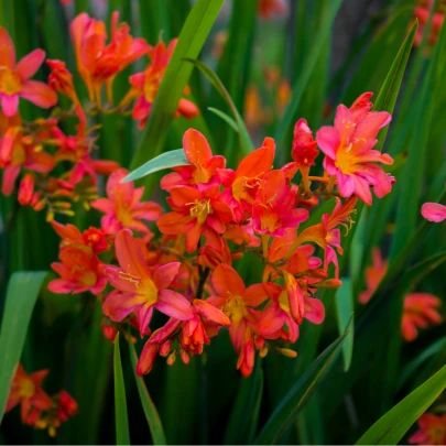 Montbrécia Emily Mckenzie - Crocosmia - cibuľoviny- 4 ks