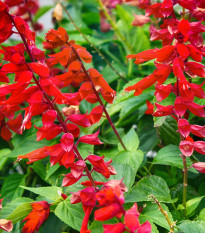 Šalvia šarlátová Hummingbird - Salvia coccinea - semená - 10 ks