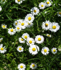 Sedmokráska jednoduchá biela - Bellis perennis - semená - 70 ks