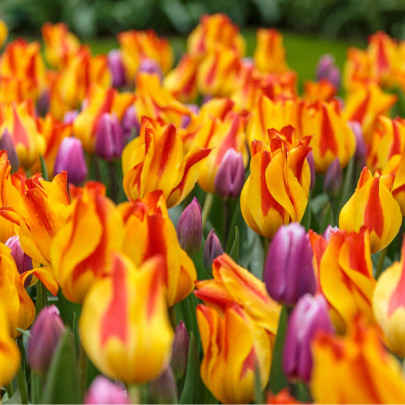 Tulipán Giuseppe Verdi - Tulipa - cibuľoviny - 3 ks