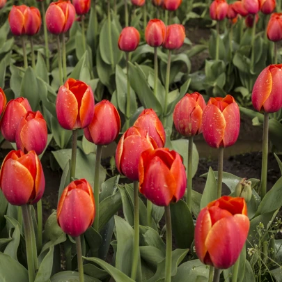 Tulipán Apeldoorn - Tulipa - cibuľoviny - 3 ks