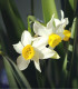 Narcis Canaliculatus - Narcissus - cibuľoviny - 3 ks