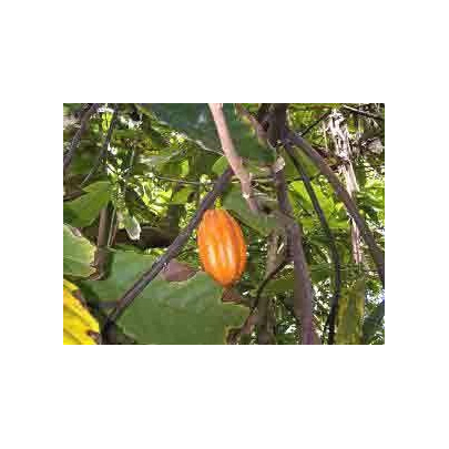 Kakaovník pravý - Theobroma cacao - semená - 5 ks