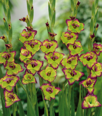 Gladiola Flevo - Gladiolus - cibuľoviny - 3 ks