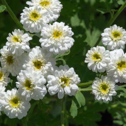 Rebríček Bertrám Perla - Achillea ptarmica - semená - 200 ks