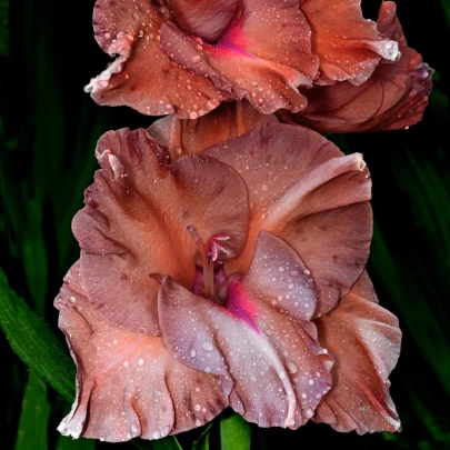 Gladiola čokoládová - Gladiolus - cibuľoviny - 3 ks