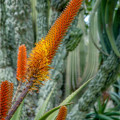 Aloe castanea - Aloe castanea - semená - 6 ks