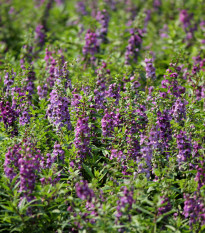 Yzop lekársky ružovej farby - Hyssopus officinalis - semená - 100 ks