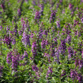 Yzop lekársky ružovej farby - Hyssopus officinalis - semená - 100 ks