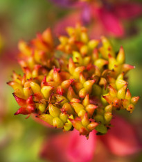 Rozchodnica ružová - Rhodiola rosea - semená rozchodnice - 8 ks