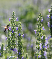 Chia semená - Salvia hispanica - semená - 10 ks