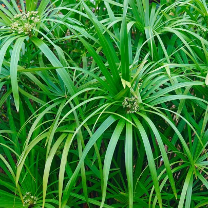 Šachor striedavolistý - Cyperus alternifolius - semená - 15 ks