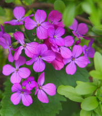 Mesačnica ročná fialová Honesty - Lunaria annua - semená - 50 ks