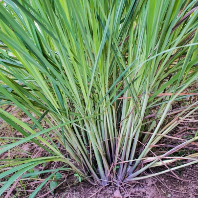 Citrónová tráva - Citronela - Cymbopogon flexuosus - semená - 0,1 g