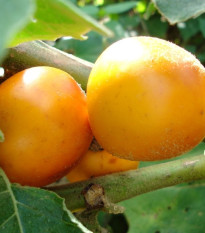 Solanum sessiliflorum - Solanum sessiliflorum - semená - 10 ks