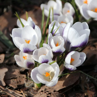 Krókus Prins Claus - Crocus - cibuľoviny - 3 ks