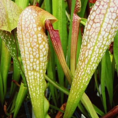 Špirlica privretá - saracénia - Sarracenia minor - semená - 12 ks