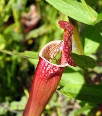 Špirlica krídlatá - saracénia - Sarracenia alata - semená - 12 ks