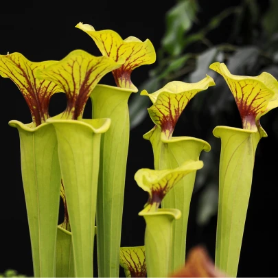 Špirlica flava - Sarracenia flava - semená - 10 ks