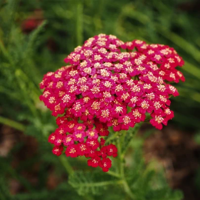 Rebríček obyčajný Cerise - Achillea millefolium - semená - 500 ks