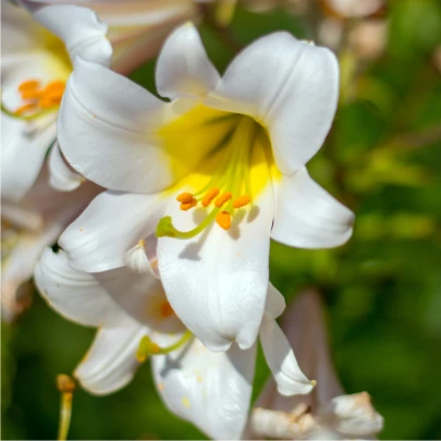 Ľalia kráľovská biela - Lilium regale album - cibuľoviny - 1 ks