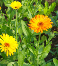 Nechtík lekársky - Calendula officinalis - semená - 30 ks