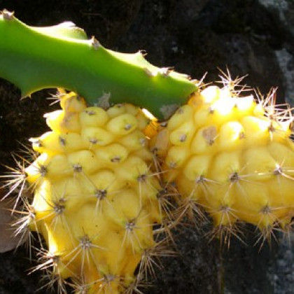 Pithahaya žltá - Selenicereus megalanthus - semená - 4 ks