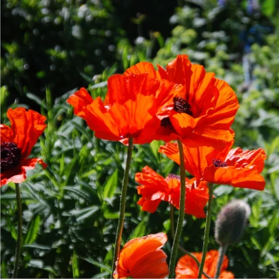 Mak východný Scharlach - Papaver orientale - semená - 400 ks