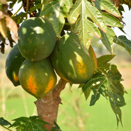 Papaya Mamba Nunba - Carica Papaya - semená - 4 ks