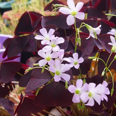 Šťaveľ trojhranný - Oxalis triangularis - cibuľoviny - 3 ks