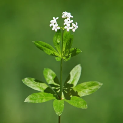 Marinka voňavá - Asperula odorata - semená - 6 ks