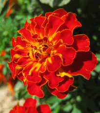 Aksamietnica rozložitá Carmen - Tagetes patula nana - semená - 0,3 g