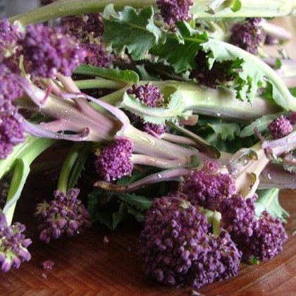 Brokolica skorá fialová Rudolph - Brassica oleracea - semená - 30 ks
