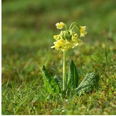 Prvosienka zmes farieb - Primula elatior - semená - 60 ks