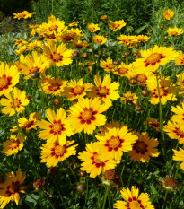 Krásnoočko dvojfarebné nízke - Coreopsis hybrida - semená - 50 ks