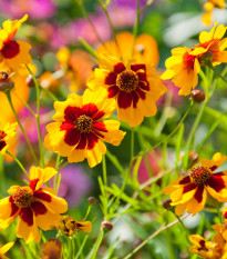 Krásnoočko dvojfarebné vysoké - Coreopsis hybrida - semená - 50 ks