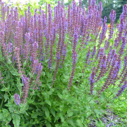 Šalvia hájna Blue Queen - Salvia nemorosa - semená - 20 ks