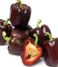 Paprika hnedá Baby bell - Capsicum annuum - semená - 8 ks